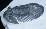 Platyscutellum Trilobite With Axial Spines #2965-2